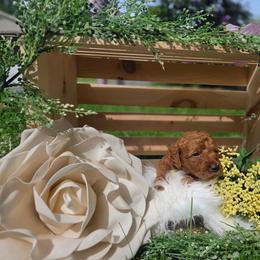 Cody - Red male Labradoodle puppy in Clinton, Ohio from P&L Doodles