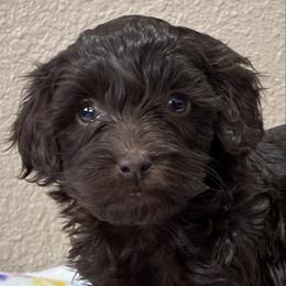 Reba - Brown and white female Aussiedoodle puppy in Oklahoma City, Oklahoma from Foneb Farm - The F1B Farm