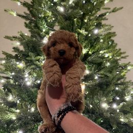AKC white chest Mini - Red  male Poodle puppy in Southwest Ranches, Florida from Herringbone ‘s Poodles