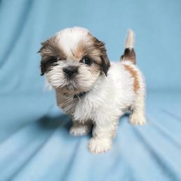 AKC-Finn - Red and white male Shih Tzu puppy in Mooresville, North Carolina from Juji Shih Tzu