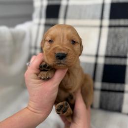 Male 1, Green - Golden male Golden Retriever puppy in Utah from Deseret Peak Goldens