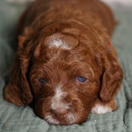 Beth - Red female Australian Labradoodle puppy in Fontana, California from Glory Labradoodle’s