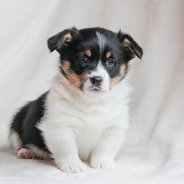 American Corgi and Pembroke Welsh Corgi Puppies from Elk Ridge Corgis
