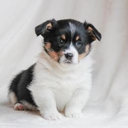 American Corgi and Pembroke Welsh Corgi Puppies from Elk Ridge Corgis