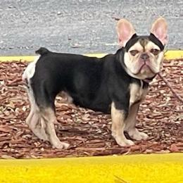 Baby - French Bulldog