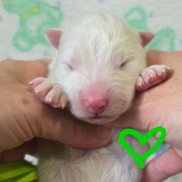 Lime boy - White and biscuit male Samoyed puppy in Elwell, Michigan from Limelight Samoyeds