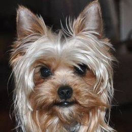 Yorkshire Terriers from Little Munchkin Yorkies
