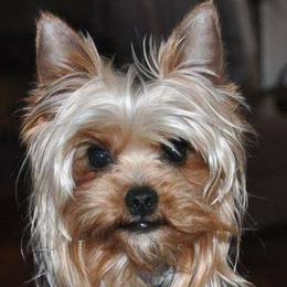 Yorkshire Terriers from Little Munchkin Yorkies