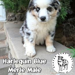 Zaul - Blue merle male Miniature Australian Shepherd puppy in Jaroso, Colorado from Heaven Sent Aussies