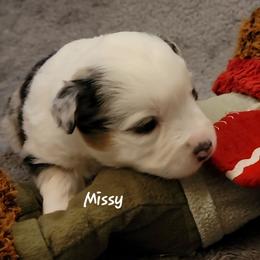 Missy - Blue merle female Miniature Australian Shepherd puppy in Waxhaw, North Carolina from Cane Creek Aussies