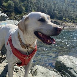 Labrador Retriever All Grown Up from Solano Retrievers