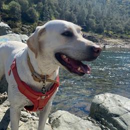 Labrador Retriever All Grown Up from Solano Retrievers