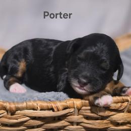 Porter - Tri-color male Bernedoodle puppy in Summerville, South Carolina from Channys Doodles