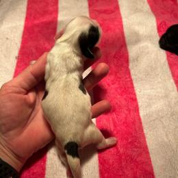 Female Cruella DeVil - White female Shih Tzu puppy in Missouri from Farm Animal Mommy Shih tzu's Michalek Dog Breeder