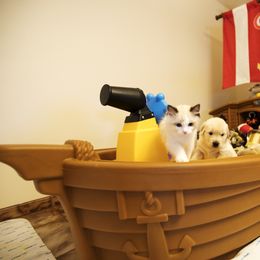 Golden Retriever Puppies from Honeysweet Goldens