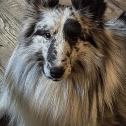 Dr. - Shetland Sheepdog