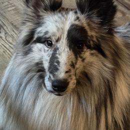 Dr. - Shetland Sheepdog