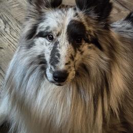 Dr. - Shetland Sheepdog