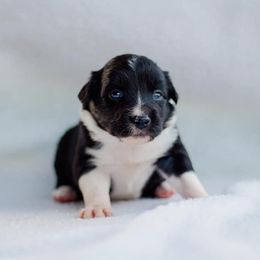 Border Collie Puppies from Zahara Border Collies