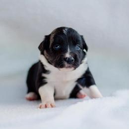 Border Collie Puppies from Zahara Border Collies