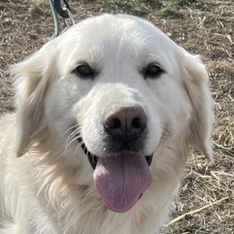 Ollie - Golden Retriever