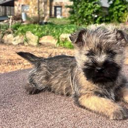 Mason - Cream male Cairn Terrier puppy in Mountain Grove, Missouri from CreekTop