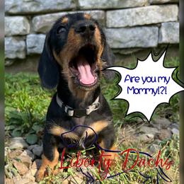 Gray - Black and tan female Dachshund puppy in New Caney, Texas from Liberty Dachs