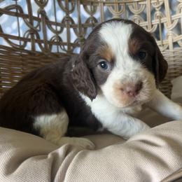 Amber - Tri-Roan female English Springer Spaniel puppy in Palmdale, California from Legacy