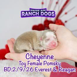 Cheyenne - Lavender female Pomsky puppy in Humeston, Iowa from M.A.R. Dogs