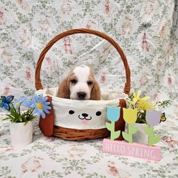 Odette - Lemon and white female Basset Hound puppy in Bellaire, Ohio from Blessed Bassets