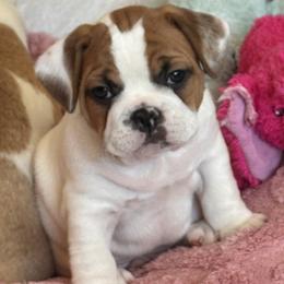 Boy 1 - Fawn and white male French Bulldog puppy in Litchfield, Ohio from Rock N’ Roll Frenchies