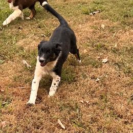 Girl 3-Morning Glory - Australian Shepherd puppy from Sugar Camp Aussies