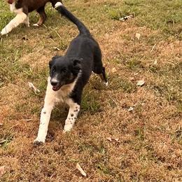Girl 3-Morning Glory - Australian Shepherd puppy from Sugar Camp Aussies