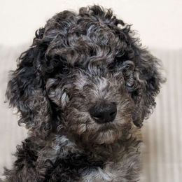 Teal Boy - Merle Goldendoodle puppy in Olympia, Washington from Sinclairdoodles