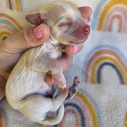 Cupid - male Cavapoochon puppy in Bullard, Texas from Cavapoochon Central LLC