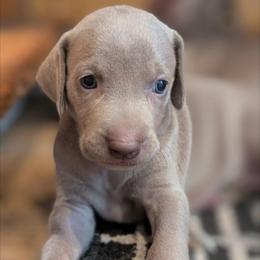 Silver girl 3 - Silver gray female Weimaraner puppy in Rancho Cucamonga, California from Freehart's Weimaraners