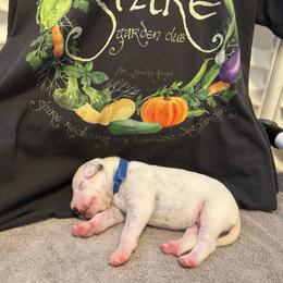 Dale, Jr. - White and black male Dalmatian puppy in Conroe, Texas from Saint Rocco's Dalmatians