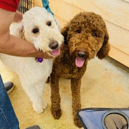 Goldendoodle Puppies from FurEver Friends Doodles