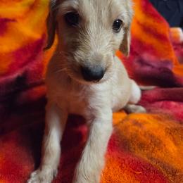 Crystal - Cream female Afghan Hound puppy in Watsonville, California from Summerbrook Afghans