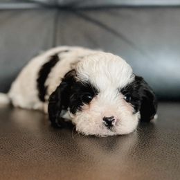 Blizzard - Black and white male Cavapoo puppy in Saint George, Utah from Fitzdoodles