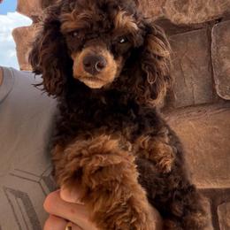 Winnie - Poodle