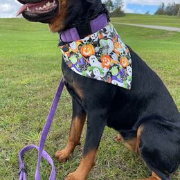 Rottweilers from McWreath Rottweilers