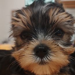 Bloodhounds and Yorkshire Terriers from Buckingham Bloodhounds