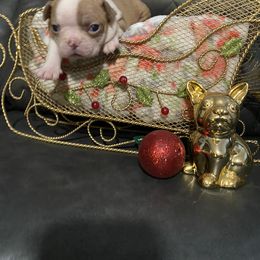 Boston Terrier Puppies from Boston Terriers