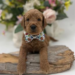 Toby - Apricot male Goldendoodle puppy in Willacoochee, Georgia from Kitandkboodle's Doodles