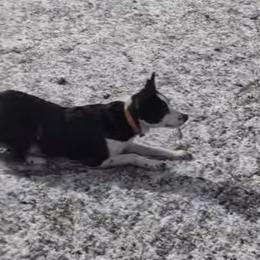 SILLY - Border Collie