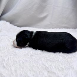 Gia - Black tri female Toy Australian Shepherd puppy in Bly, Oregon from Apacheblus Toy Aussies