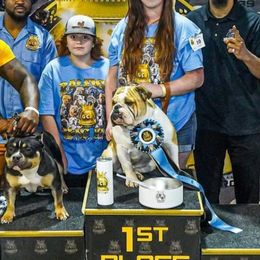 Bulldogs from POOLE FAMILY BULLDOGS