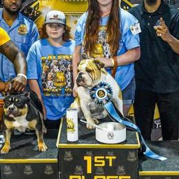 Bulldogs from POOLE FAMILY BULLDOGS