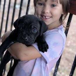 Cane Corso Puppies from Regal guardian cane corso